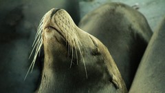 Water nature Seals Animals