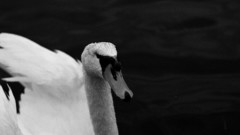 Water nature Swans monochrome