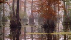 Water nature Trees moss