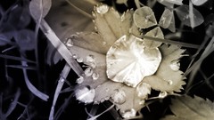 Water night lights Flowers