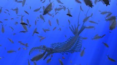 Water ocean fish creatures prehistoric