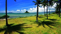 Water ocean nature Trees