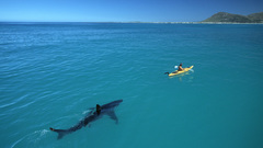 Water ocean Sharks kayak