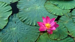 Water pink flowers lotus flower