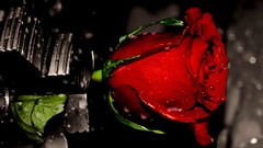 Water red Flowers Plants