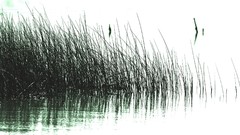 Water reeds lakes sunlight