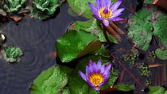 Water ripples lily pads