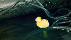 Water rubber ducks
