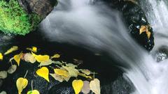 Water rushing leafs rocks