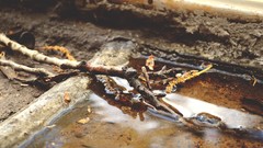 Water Sticks orange close-up stick outdoors