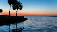 Water summer lago palmier