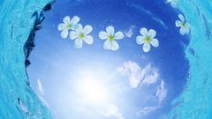 Water sun Flowers floating