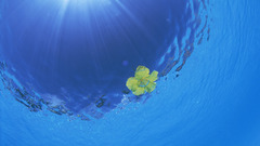 Water sunlight yellow flowers