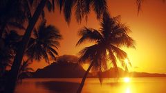 Water sunset shore palm