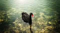 Water Swans lakes Black Bird