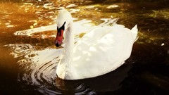 Water Swans Russians AEON12