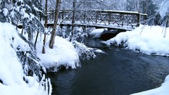 Water winter snow Trees