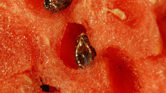 Watermelon Food and Drinks