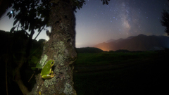 Way frog milky high Resolution