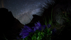 Way milky high Resolution campanula lasiocarpa