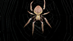 Weaving high orb Resolution