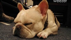 Weezer bands Music and