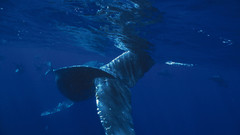 Whales high Resolution