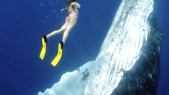 Whales high ) With res Resolution dances