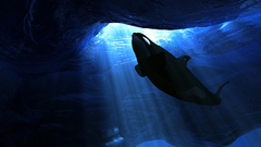 Whales killer whales