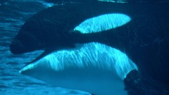 Whales killer whales