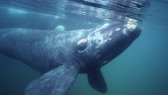 Whales underwater