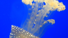 What The difference between