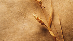 Wheat