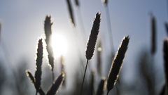 Wheat afterday nature