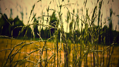 Wheat high Resolution cippalippa