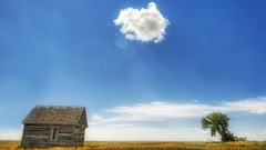 Wheat Montana fields
