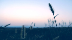 Wheat silence weizen