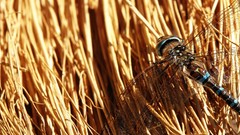 Wheat sunny Dragonflies suns