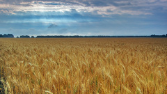 Wheat wheatfield nature Landscapes