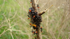 Wheel Bug nymphs high
