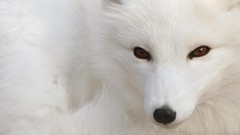 White Animals brown eyes