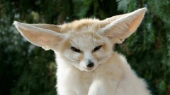 White Animals fennec fox