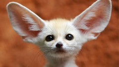 White Animals fennec fox