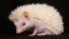 White Animals hedgehogs red