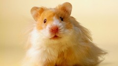 White Animals orange hamsters