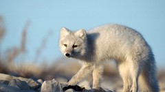 White Animals wildlife arctic