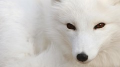 White arctic fox foxes
