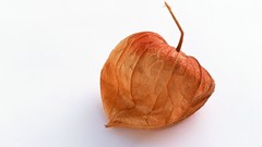 White background empty physalis fruits husk