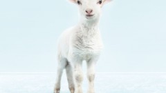 White background lambs artwork digital art