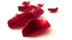 White background rose petals